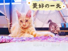 -十年猫舍·猫咪专门店(普陀店)