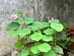 -鸣鹤古镇