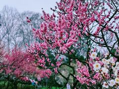 -梅花山(明孝陵内)