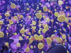 -海合安青岛极地海洋公园