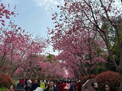 -洛龙公园