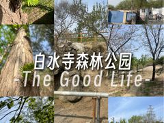 -白水寺森林公园