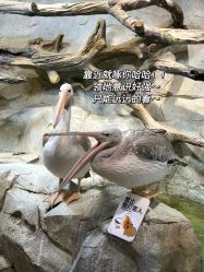 -Zoolung Zoolung动物主题公园(海信广场店)