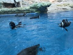 -帝企鹅自助餐厅•儿童岛•真企鹅(长隆企鹅酒店)