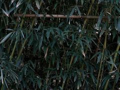 -竹子庵公园
