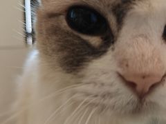 -有喵·猫咖·狗咖·30几只猫10只小狗(岗厦店)