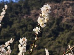 -广州市流溪河国家森林公园