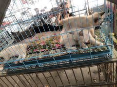 -中环花鸟鱼虫市场