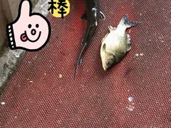 -双新垂钓园