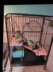 -Moni星球萌宠·小马宝莉·灵蛇·高端高阶全萌宠互动体验俱乐部(红豆国际广场店)