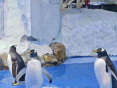 -芜湖新华联大白鲸海洋公园