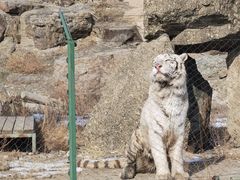 -新疆天山野生动物园