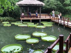 -上海滨江森林公园