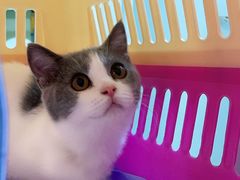 -喵zoo家庭繁育猫舍(尖东智能花园店)