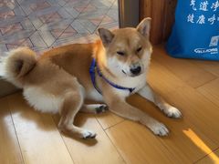 -宠物寄养训练学校