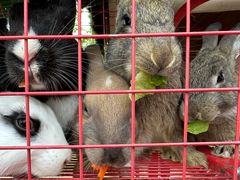 -杭州湾海上花田景区