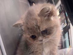 -心仪动物医院·牙专科·肿瘤·心脏科(西客站院)