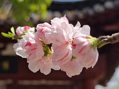 -南汇桃花村