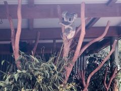 -费瑟代尔野生动物园