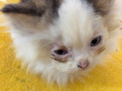 -楼上猫咖(罗湖店)