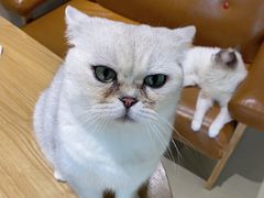-藏猫猫咖啡主题馆(中央大道店)