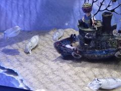 -欢乐海岸海洋奇梦馆