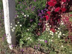 -紫海香堤香草艺术庄园