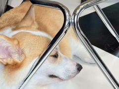 -Oh My Dog宠物沙龙(伊珊娜皮毛护理店)