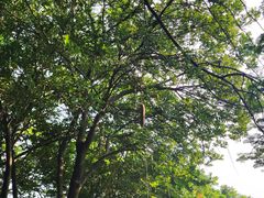 -松山湖梦幻百花洲