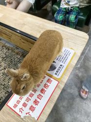 -神奇动物撸宠馆·羊驼·小浣熊·异宠(豫园店)