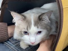 -北京赛佳动物医院