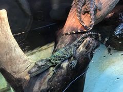 -广州长隆飞鸟乐园