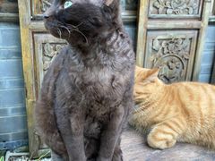 -喵屿·大理花园猫咖