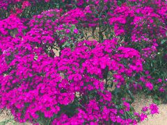 -松山湖梦幻百花洲