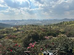 -贵州百里杜鹃风景名胜区