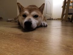 -柴犬小屋·柴餐厅·狗咖食堂(金鼎广场店)
