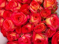 -循礼门鲜花花市(武汉循礼门店)