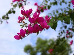 iphone_upload_pic-婆萨努占婆塔