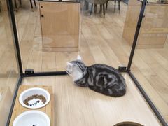 -袖虎猫馆(十亩地店)