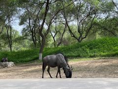 -北京野生动物园