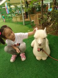 点击看大图 -萌宠亲子动物乐园(槐房万达店)