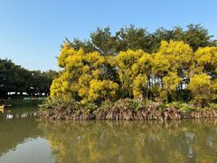 -大湾区中央湿地公园