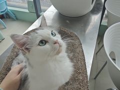 -怪兽屋·羊驼·猫咖·狗咖(俊华广场店)