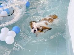 -BABYDOG宝贝狗宠物乐园(欧洲城店)