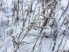 -雪谷