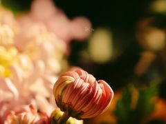 -杭州植物园