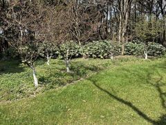 -上海共青森林公园