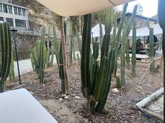 -MOJ coffee(瓯海泽雅水碓坑店)