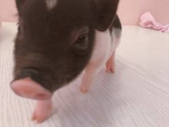 -浣熊柯尔鸭土拨鼠·电玩咖