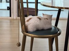 -1013 PET SHOP 宠物商店(近铁城市广场店)